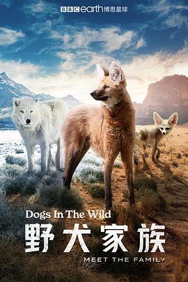 电影：野犬家族